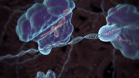  CRISPR in action, cutting a strand of DNA.  Credit to the McGovern Institute for Brain Research at MIT 