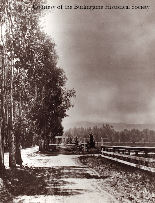  Eucalyptus trees in 1890 on Burlingame Avenue, near where the Rec Center stands today. 