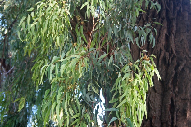 Exploring the controversy of Burlingame’s eucalyptus trees