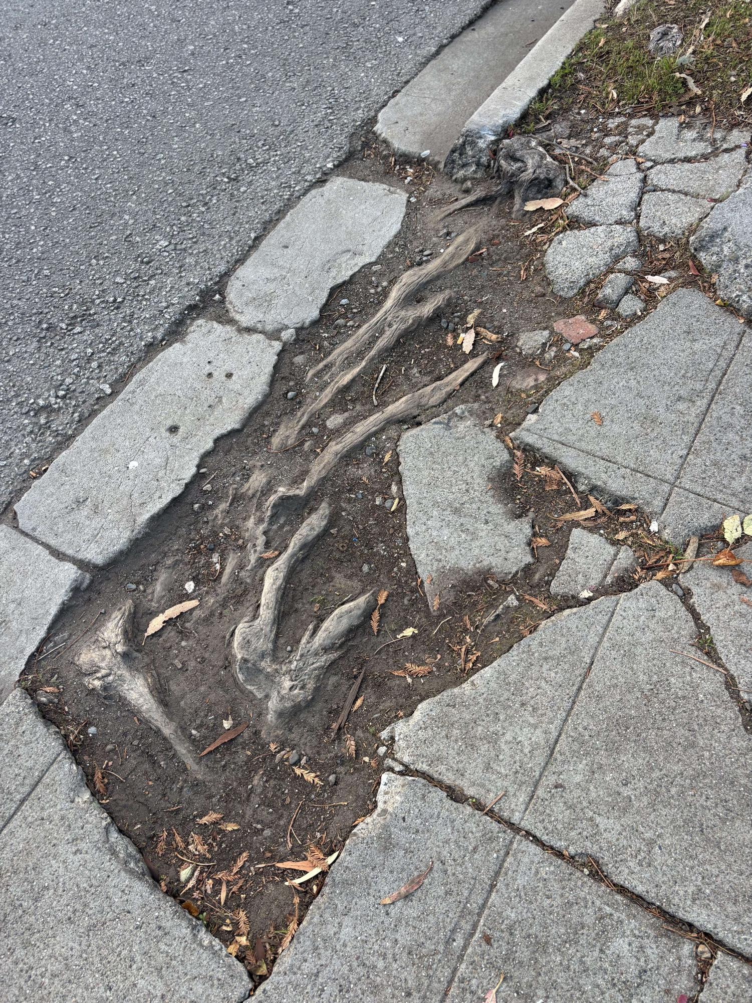 Near Hillside, many of the sidewalks have tree roots emerging, causing broken and cracked sidewalks.