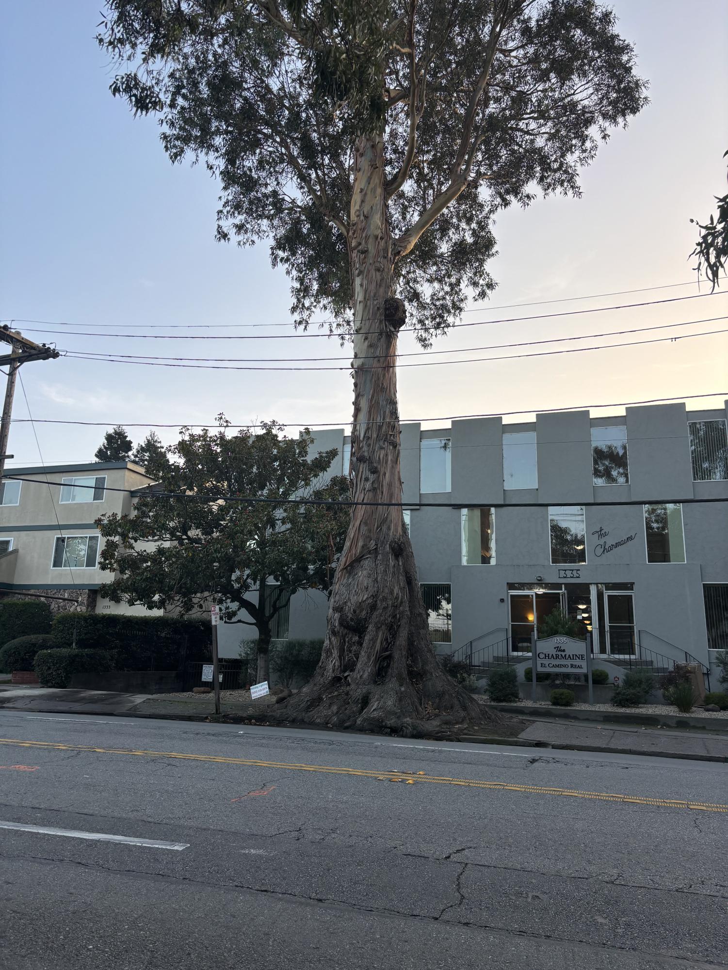 Part of what makes these trees unique is their large canopy, as well as their thick trunks and roots. The new trees are a different species, so their trunks will not grow as thick as the current trees.